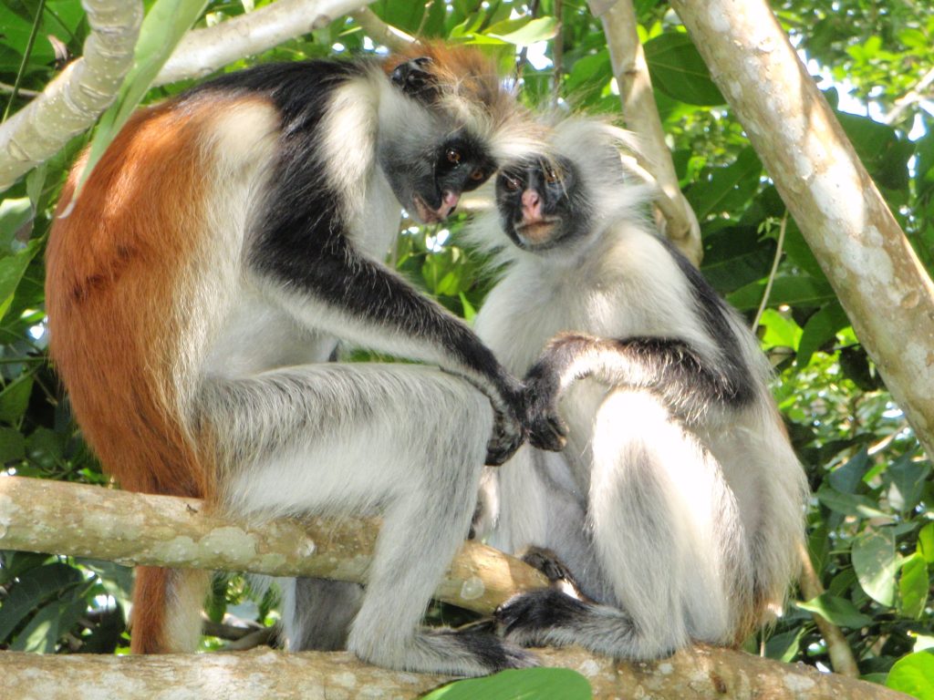 The Red Colobus Monkeys of Uganda