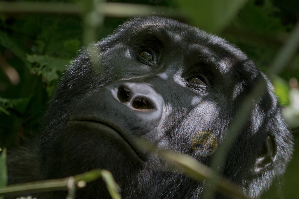 Wildlife of Uganda - Mountain Gorilla