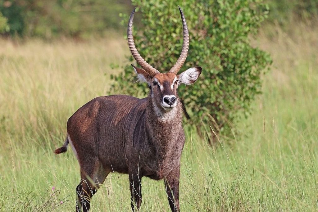 Waterbuck (Kobus ellipsiprymnus defassa) in Uganda