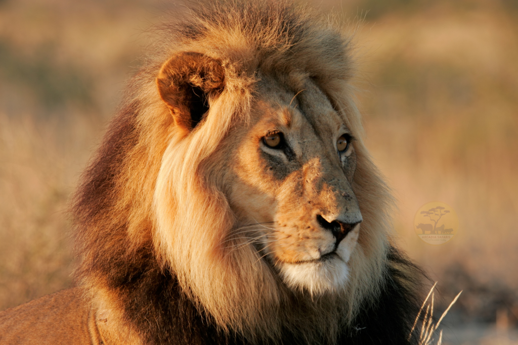 Why You Should Visit Kenya in 2025 and Beyond: Where to See Lions in Africa