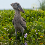 21 Days Birding Uganda and Gorilla Trekking Safari