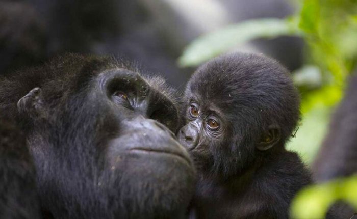 3-day-gorillas-and-lake-bunyonyi-safari