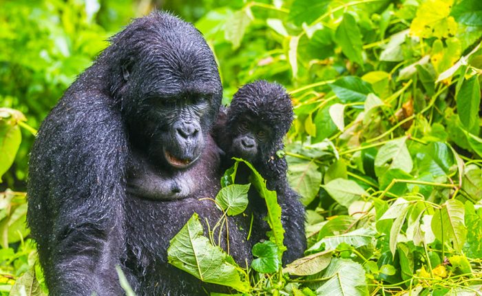 6-day-gorillas-and-lake-mburo-safari