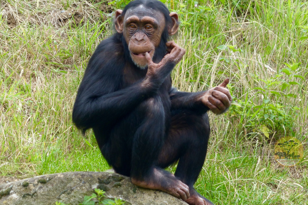 Facts about Chimpanzees: 10 Fascinating Truths You Need to Know