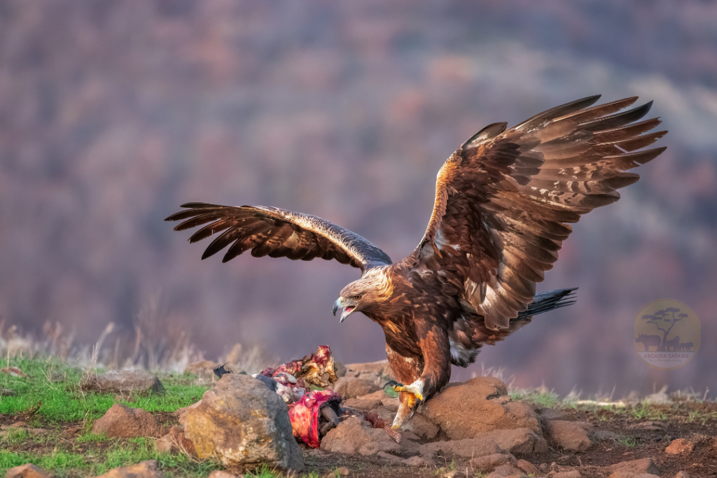 Tawny Eagle (Aquila rapax) in Uganda