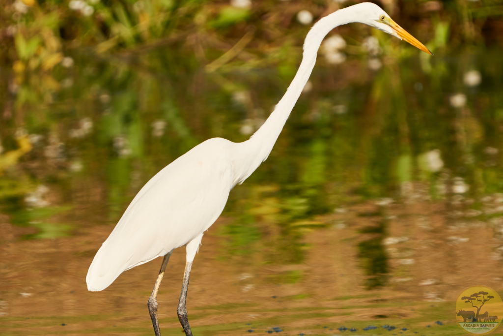 The Great White Egret (Ardea alba) in Uganda