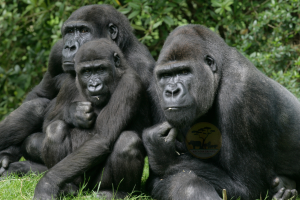 Gorilla Families | Groups in Uganda