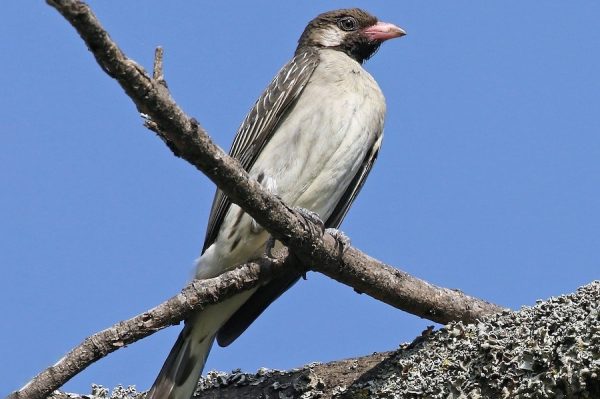 The Greater Honeyguide (Indicator indicator) - Arcadia Safaris