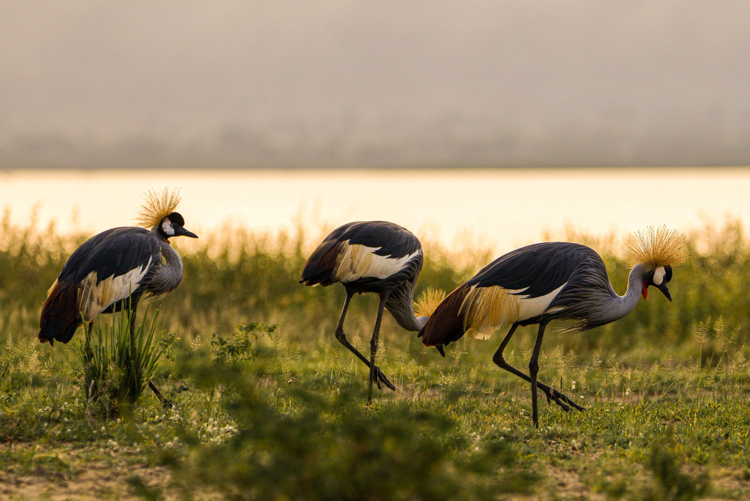 Lutembe Bay | Birding in Uganda - Arcadia Safaris