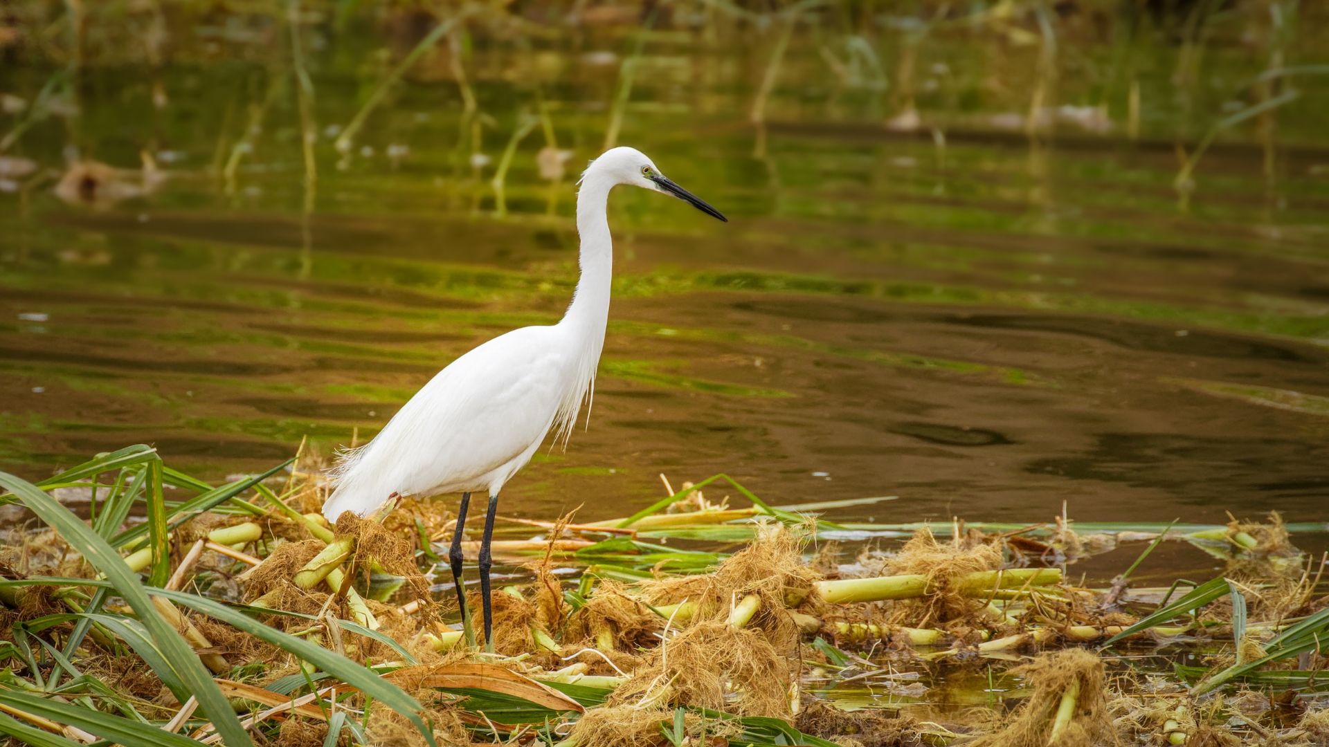 Little Egret (Egretta garzetta) in Uganda