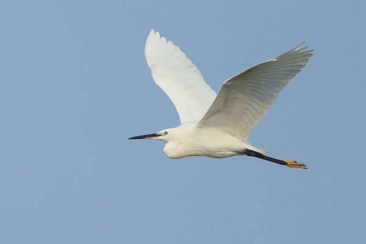 Egrets in Uganda