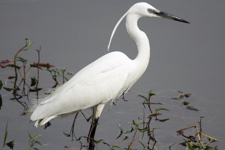 Little Egret (Egretta garzetta) in Uganda