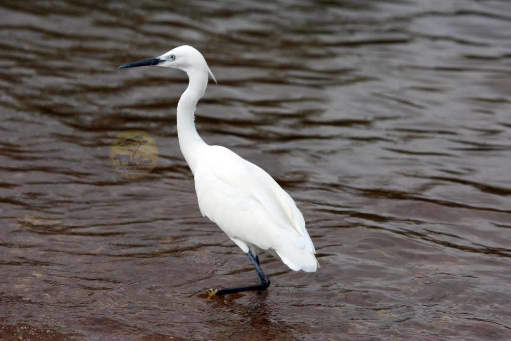 The Little Egret (Egretta garzetta)