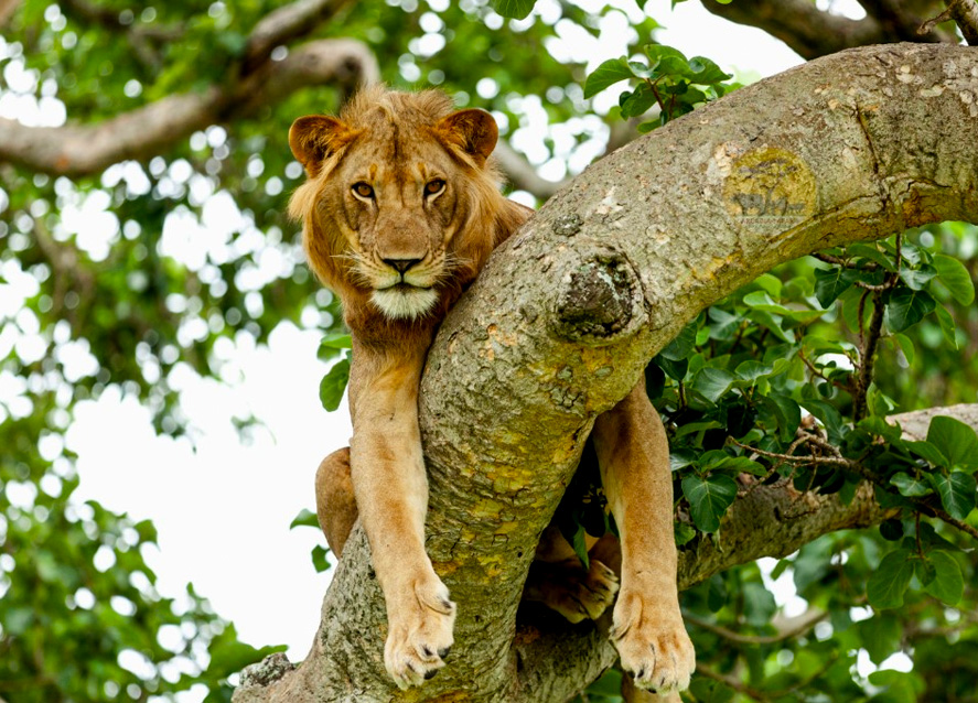 3-days-queen-elizabeth-wildlife-safari