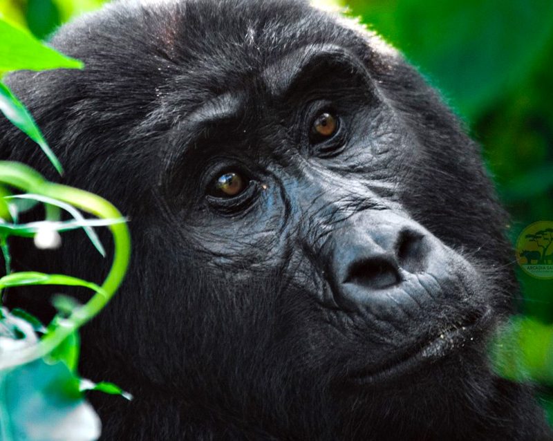 5-day-gorillas-and-white-water-rafting-safari