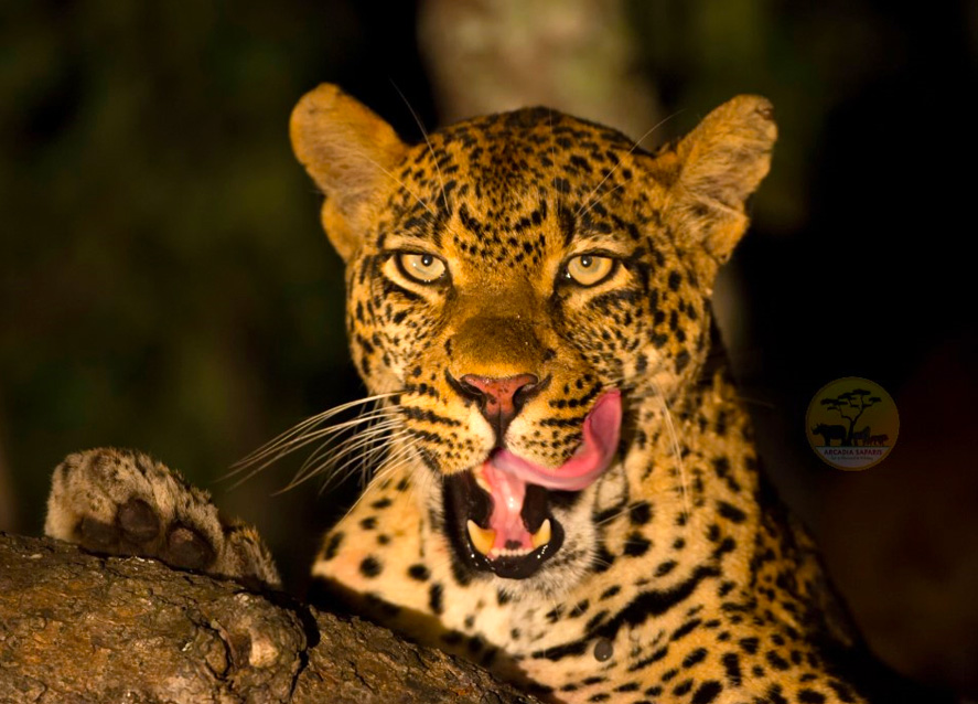 African Leopard