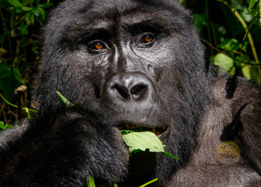 5-days-rwanda-gorillas-lake-kivu-tour