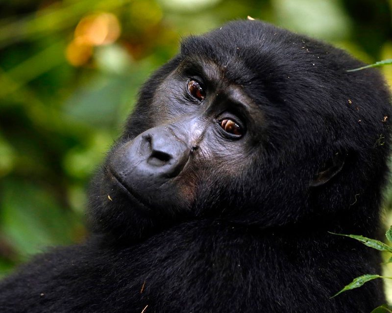 6-day-gorilla-trekking-and-queen-elizabeth