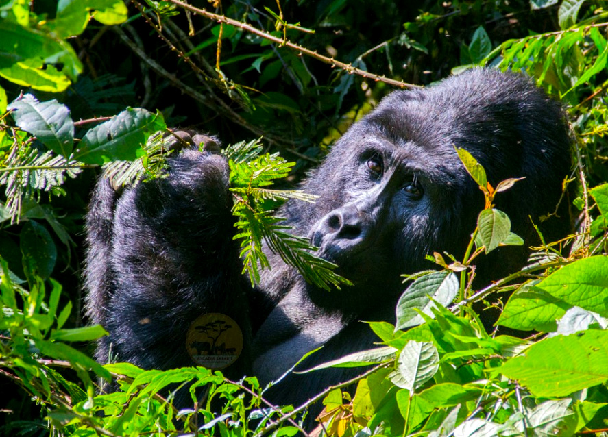 6-day-gorillas-and-lake-mburo-safari : Health Advice for East Africa