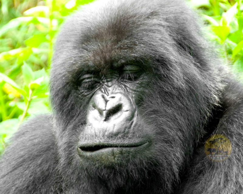 7-days-rwanda-gorilla-and-chimpanzee-classic-safari-adventure