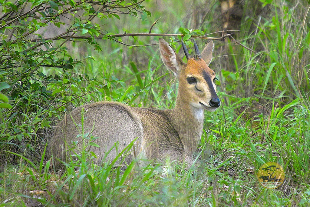 Bush Duiker | Common Duiker in Uganda