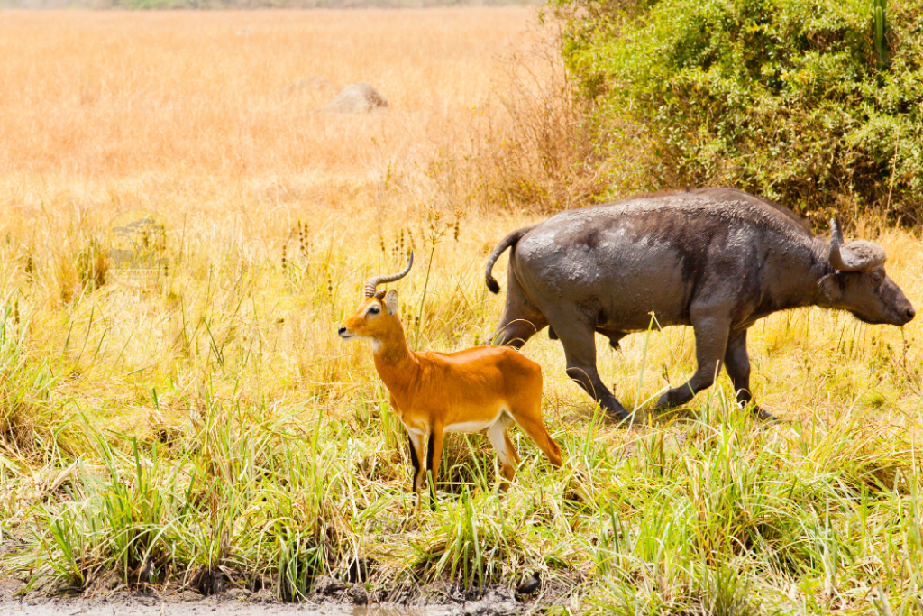 East Madi Wildlife Reserve