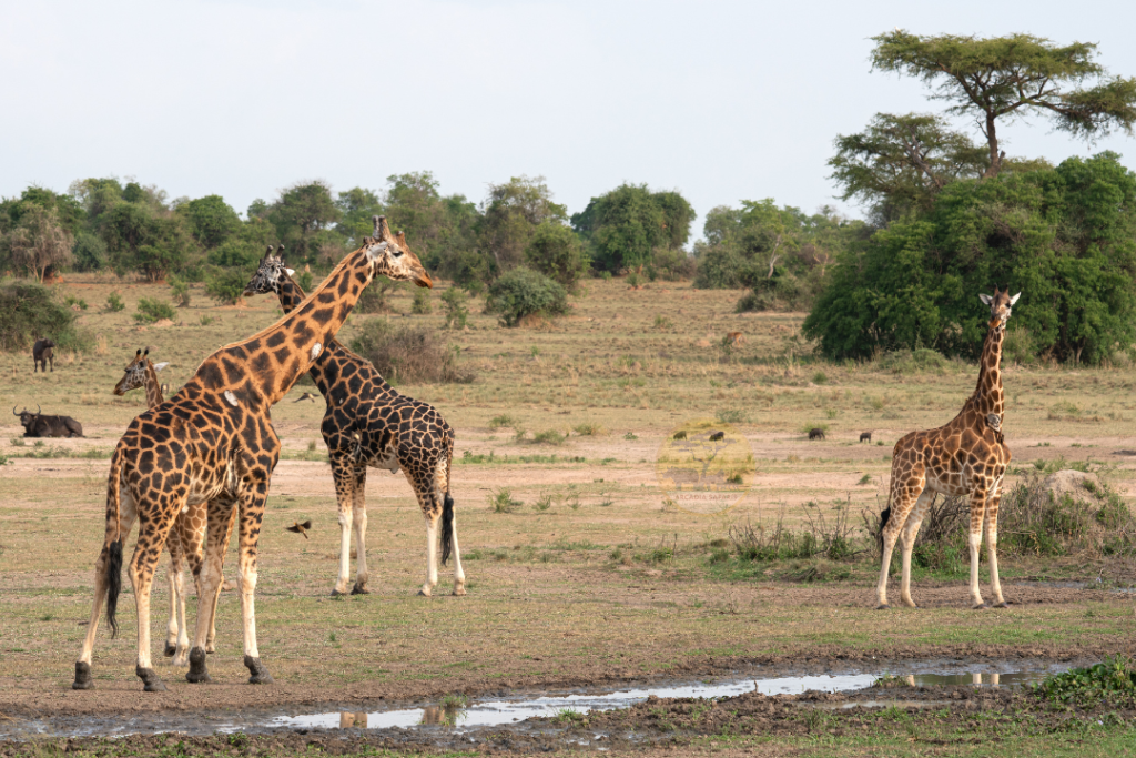 Game Reserves in Uganda