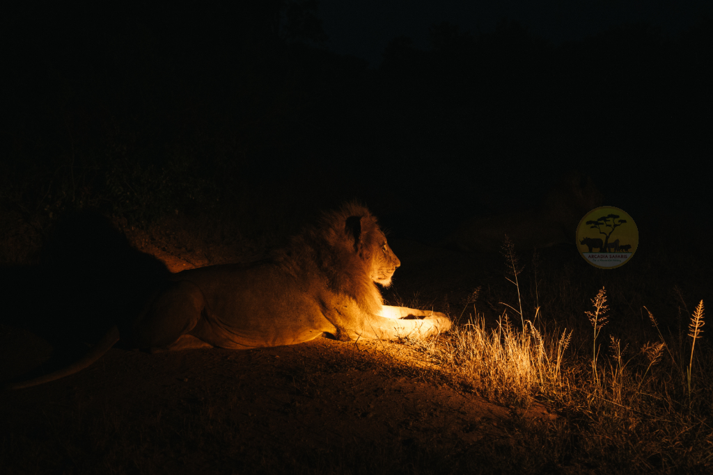 Night Game Drives in Uganda