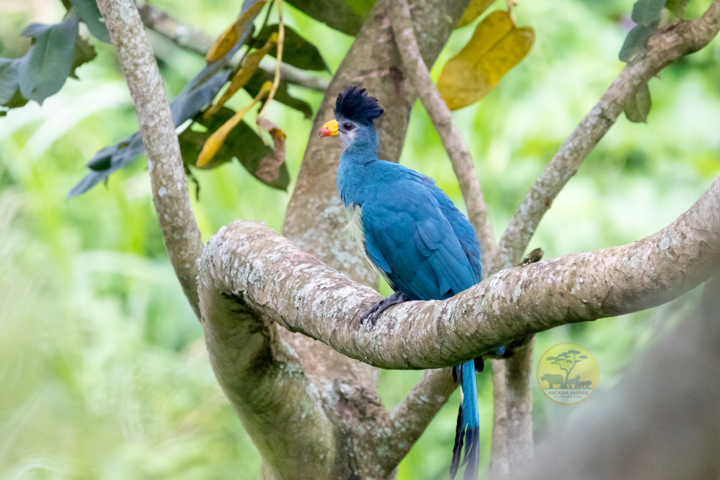 Great Blue Turaco in Uganda (Corythaeola cristata)