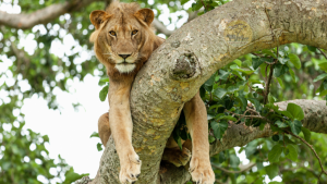 Tree Climbing Lions of Ishasha Sector in Queen Elizabeth National Park