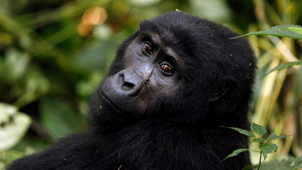 Gorilla Trekking in Uganda