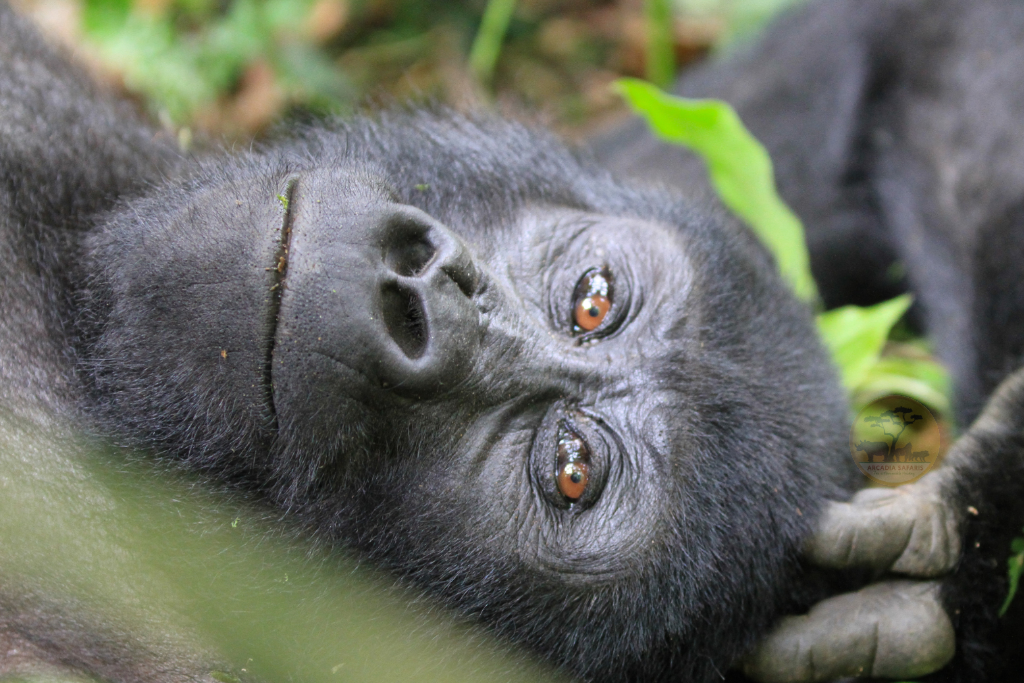 Is Gorilla Trekking Safe - How Safe Are Gorilla Safaris