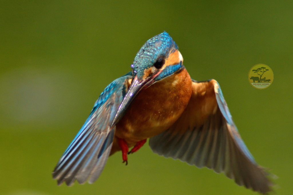 Eurasian Kingfisher in Uganda - Common Kingfisher