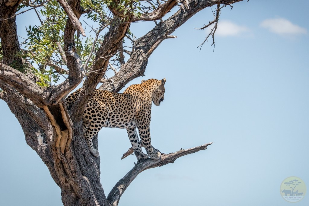 Leopard in Akagera National Park