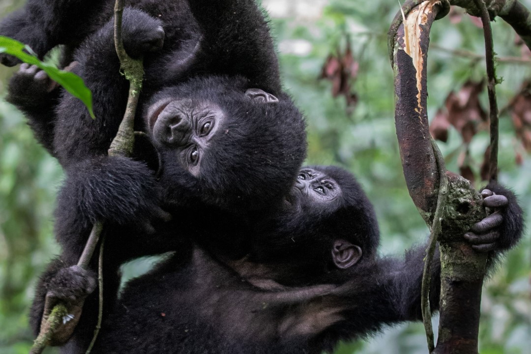 Uganda Gorilla Permits