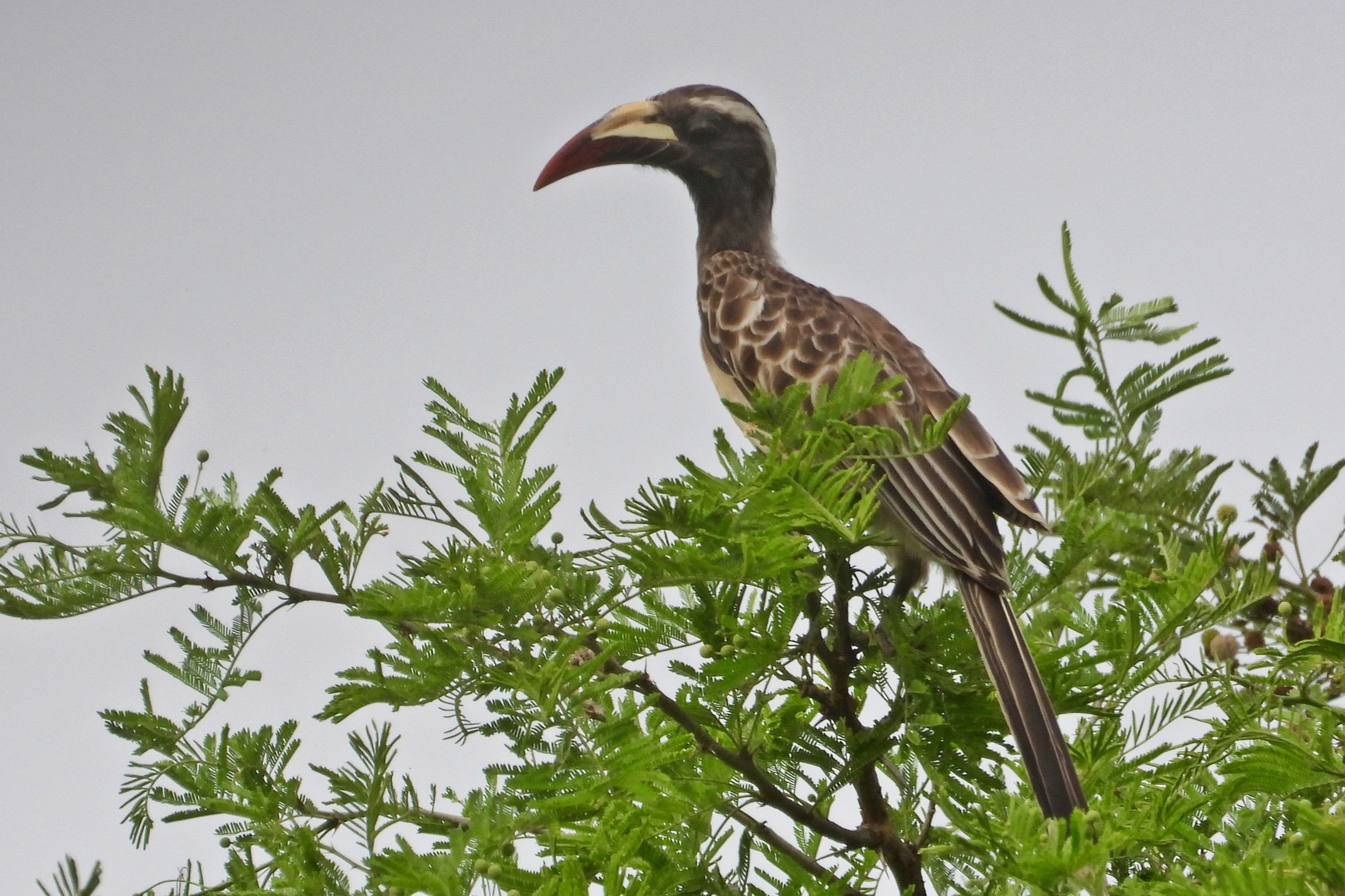 African Grey Hornbill in Uganda (Lophoceros nasutus)