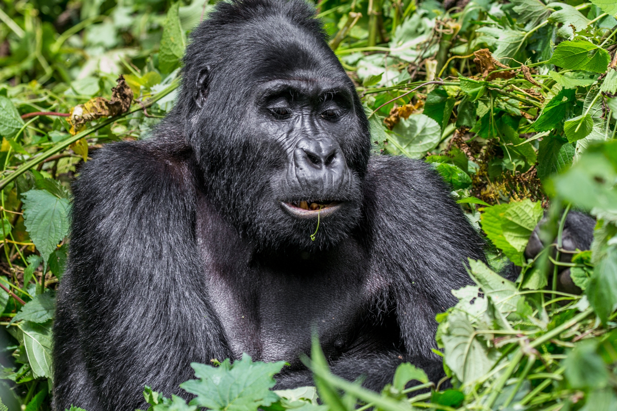 Buhoma Sector of Bwindi Impenetrable Forest National Park