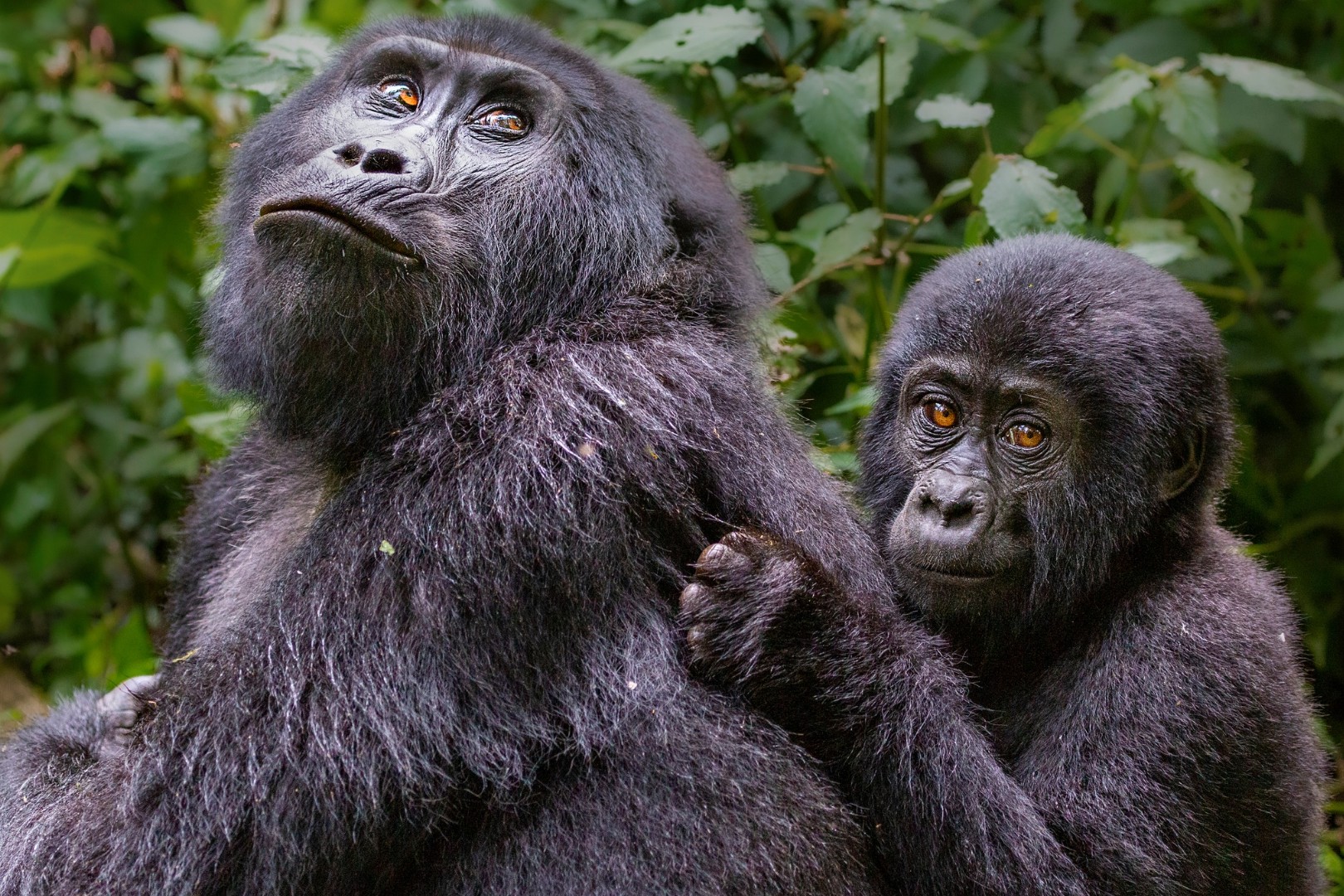 Rushaga Sector of Bwindi Impenetrable Forest National Park